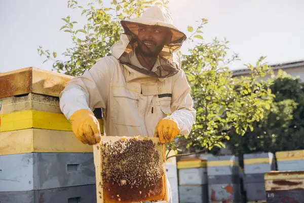 Happy Indian beekeeper takes out a frame with bees and honey from a beehive on a bee farm. The concept of beekeeping