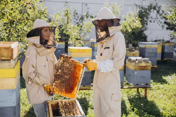 Пара Пчеловодов Мужчина Женщина Вынимают Раму Пчелами Улья Пчелиной Ферме — стоковое фото