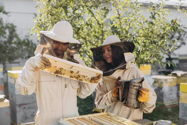 Ευτυχής Μελισσοκόμος Κρατώντας Καπνιστής Από Ινδό Μελισσοκόμος Εξέταση Πλαίσιο Κηρήθρα — Φωτογραφία Αρχείου
