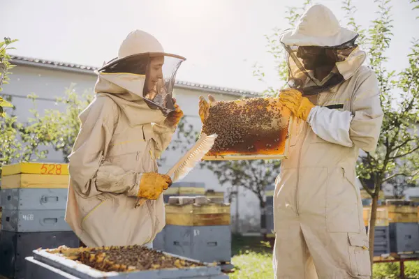 Pár Včelařů Pracujících Dřevěným Rámem Včelího Úlu Včelařství — Stock fotografie