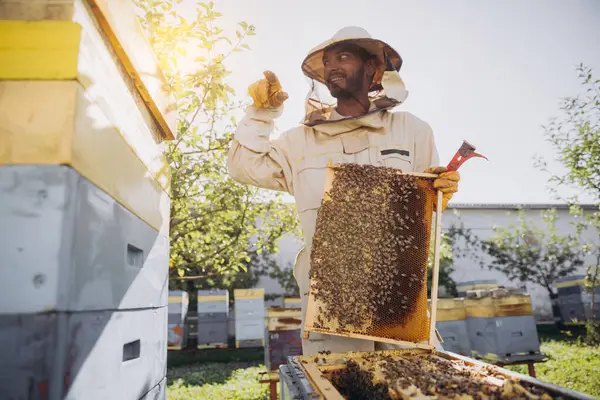 Szczęśliwy Indyjski Pszczelarz Wyciąga Ramę Pszczołami Miodem Ula Farmie Pszczół — Zdjęcie stockowe