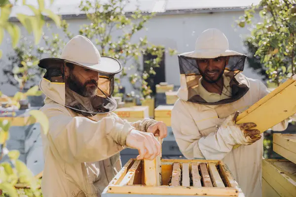 Zwei Fröhlich Lächelnde Imker Arbeiten Mit Bienenwaben Voller Bienen Arbeiten — Stockfoto