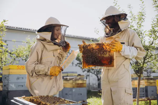 Kilku Pszczelarzy Pracuje Drewnianą Ramą Pobliżu Ula Pszczelarstwie — Zdjęcie stockowe