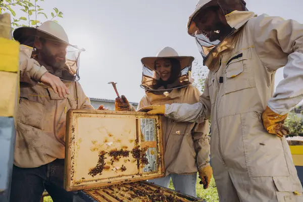 Międzyrasowy Zespół Pszczelarzy Zbierających Miód Koncepcja Pszczelarstwa Ekologicznego Królowej Pszczół — Zdjęcie stockowe