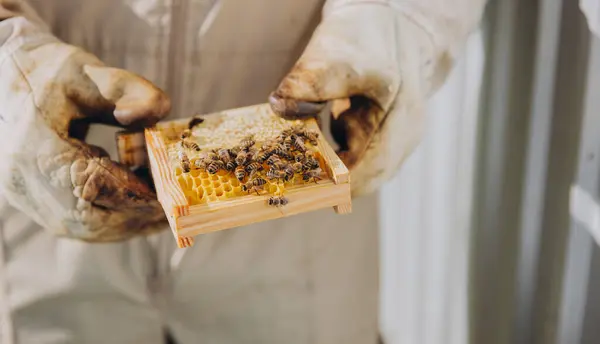 Pszczelarz Trzyma Małą Ramkę Pszczołami Reprodukcja Pszczół Zbliżenie Roje Hive — Zdjęcie stockowe