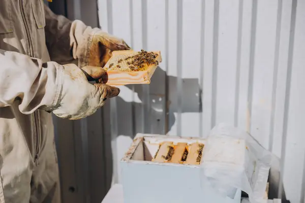养蜂人拿着一个有蜜蜂的小框架 繁殖蜜蜂的特写 蜂群正在准备蜂群 — 图库照片