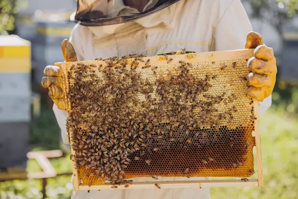 Zbliżenie Pszczelarz Wyjmuję Ramka Pszczoła Miód Pszczoła Ferma Pojęcie Pszczelarstwa — Zdjęcie stockowe