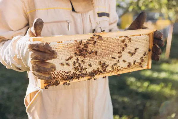 Pszczelarz Mundurze Stojący Pasiece Trzymający Ramę Pszczoły Miodnej Hodowli Pszczół — Zdjęcie stockowe