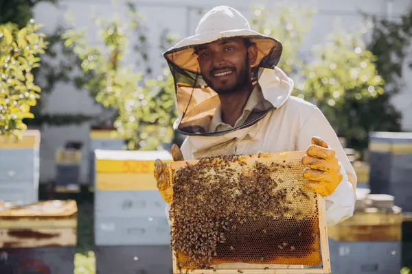 Happy Indian beekeeper takes out a frame with bees and honey from a beehive on a bee farm. The concept of beekeeping