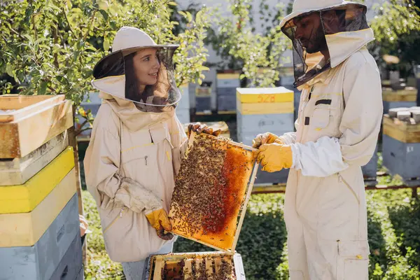 Bir Çift Arı Yetiştiricisi Erkek Kadın Arı Kovanından Arılarla Çerçeveyi — Stok fotoğraf