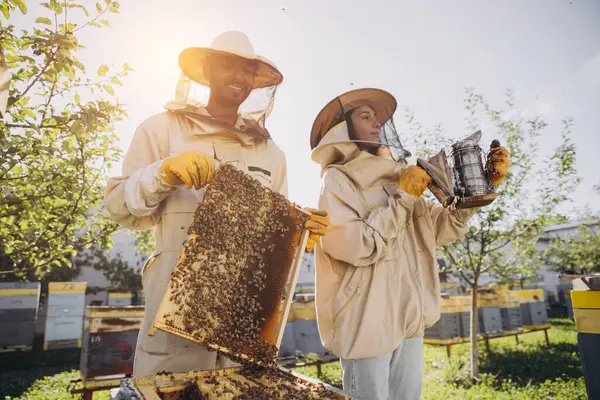 ミツバチ農場でハチからハチとフレームを取る養蜂家 男女のカップル — ストック写真