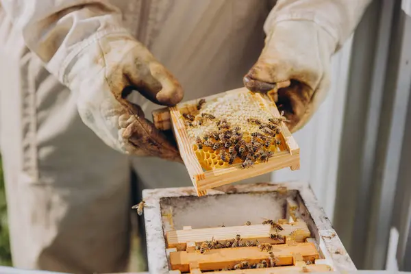 養蜂家は蜂と小さなフレームを保持しています ミツバチのクローズアップ 温暖化 ハイブは群れを準備しています — ストック写真