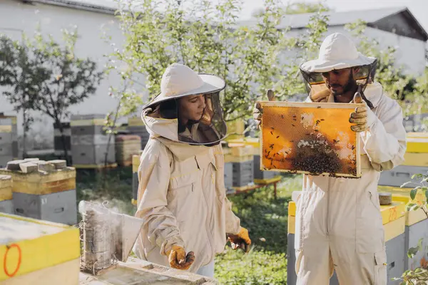 养蜂场的养蜂人在蜂窝附近用养蜂工具干活 一对快乐的笑着养蜂人在一起 — 图库照片