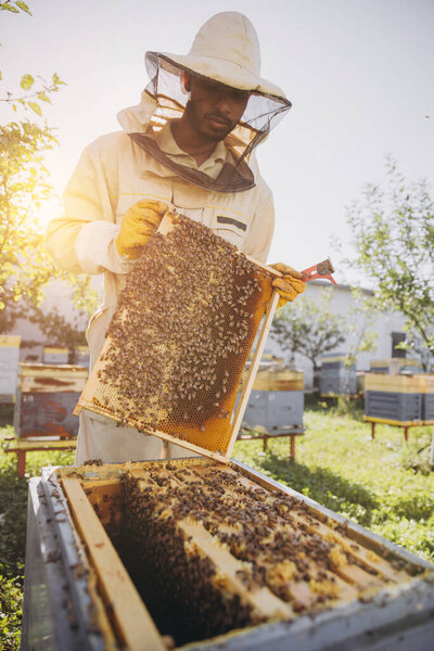 Happy Indian beekeeper takes out a frame with bees and honey from a beehive on a bee farm. The concept of beekeeping