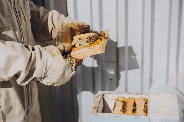 養蜂家は蜂と小さなフレームを保持しています ミツバチのクローズアップ 温暖化 ハイブは群れを準備しています — ストック写真