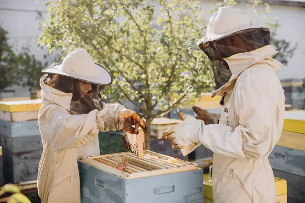 Два Пчеловода Работают Сотами Полными Пчел Защитной Форме Работая Маленькой — стоковое фото