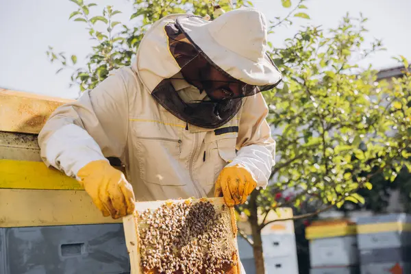 Happy Indian Beekeeper Takes Out Frame Bees Honey Beehive Bee — Stock Photo, Image
