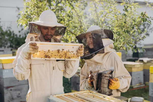 Szczęśliwa Kobieta Pszczelarz Gospodarstwa Palacz Przez Indyjski Mężczyzna Pszczelarz Badania — Zdjęcie stockowe