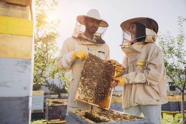 Couple of beekeepers, man and woman, taking out frame with bees from beehive at bee farm