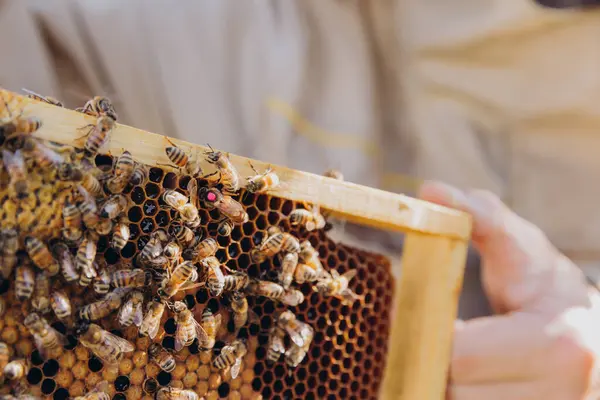 Pszczelarz Trzyma Ramę Królową Pszczołami — Zdjęcie stockowe