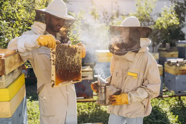International Team Happy Beekeepers Man Takes Out Wooden Frame Beehive — Stock Photo, Image