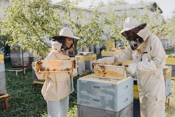 Два Пчеловода Работают Сотами Полными Пчел Защитной Форме Работают Пасеке — стоковое фото