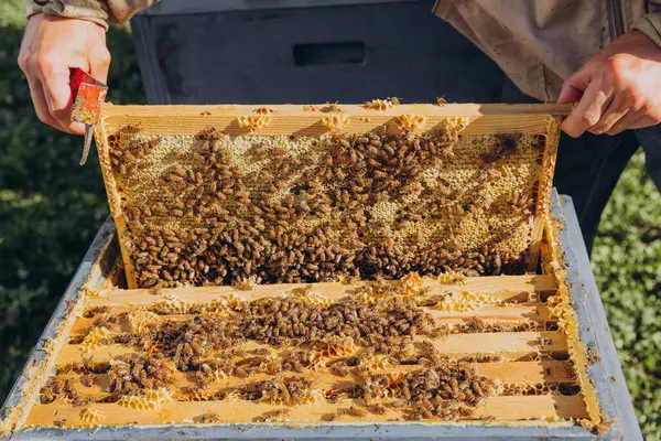 Pszczelarz Otwiera Królową Pszczół Pszczół Pojęcie Pszczelarstwa — Zdjęcie stockowe