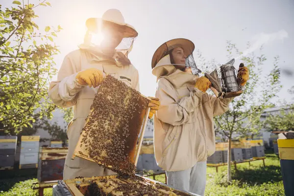 Párek Včelařů Muž Žena Vyjímající Rámeček Včelami Úlu Včelí Farmě — Stock fotografie