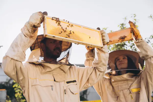 Zwei Imker Arbeiten Mit Bienenwaben Voller Bienen Arbeiten Schutzuniformen Auf — Stockfoto