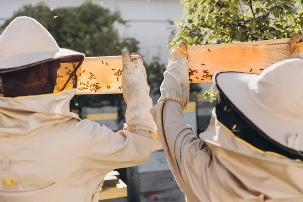 Zwei Imker Arbeiten Mit Bienenwaben Voller Bienen Schutzuniformen Auf Einem — Stockfoto