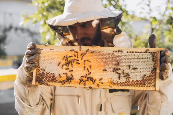 Happy Indian Beekeeper in a uniform standing in apiary and holding a honeybee frame on bees farm