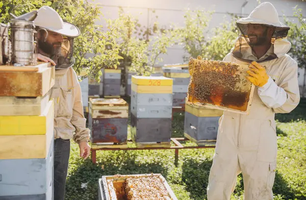 Two happy smiling beekeepers works with honeycomb full of bees, in protective uniform working on apiary farm, getting honeycomb from the wooden beehive