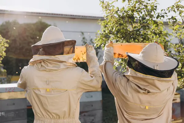 Dva Včelaři Pracují Včelím Hřebenem Plným Včel Ochranné Uniformě Pracující — Stock fotografie