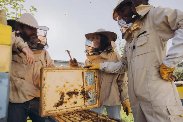 由养蜂人组成的跨种族小组负责采集蜂蜜 有机养蜂概念 蜂后蜂窝 — 图库照片