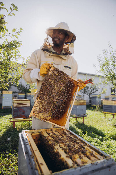 Happy Indian beekeeper takes out a frame with bees and honey from a beehive on a bee farm. The concept of beekeeping