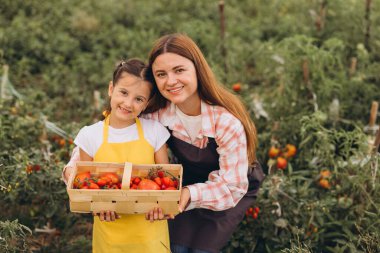 Anne ve Kızı Sunny Organik Çiftlik Bahçesinde Taze Domates Topluyor