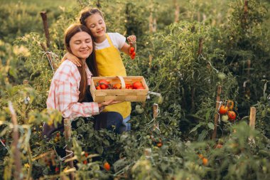 Anne ve Kız Yeşiller Bahçesinde Taze Domates Topluyor Aile Bağlarını ve Organik Çiftçiliği Kucaklıyor