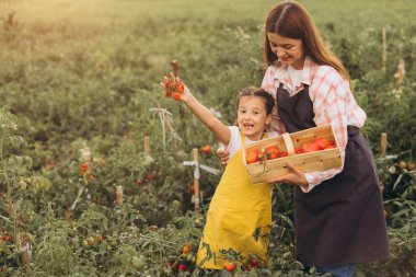 Neşeli bir anne ve kız, yemyeşil bir bahçede olgun domatesleri hasat ediyorlar. Çocuk gururla elinde taze bir domates kümesi tutuyor..