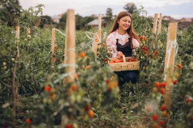 Güneşli bir günde canlı sebze bahçesinde taze olgun domatesler toplayan genç bir kadın.