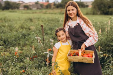 Anne ve Kız Canlı Yeşil Bitkilerle Dolu Güneşli bir Bahçede Taze Domates Topluyor