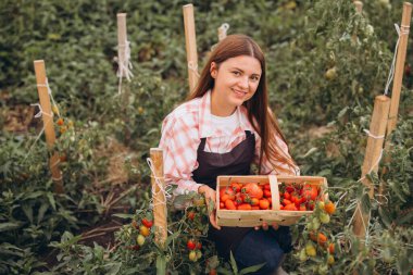 Gülümseyen Kadın Taze Domatesleri Olgun Meyve Sepeti ile Canlı Yeşil Bahçede Topluyor