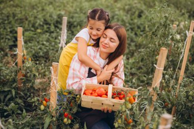 Anne ve kızı bir sepet taze domates tutarken neşeyle kucaklaşarak yemyeşil bir domates bahçesinde hassas bir anı paylaşıyorlar..