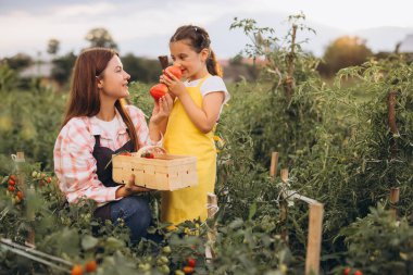 Neşeli bir anne-kız, yemyeşil bir bahçede olgun domates hasat ediyor, aile bağlarını ve sürdürülebilir tarımı gözler önüne seriyor..