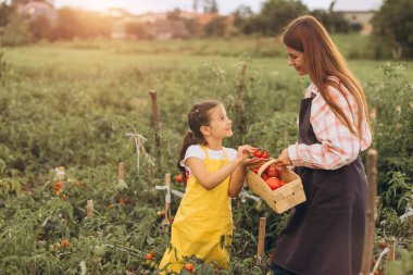 Anne ve Kız Güneş Işığı Bahçesinde Taze Domates Topluyor Doğada Neşeli Aile Anlarını Paylaşıyorlar