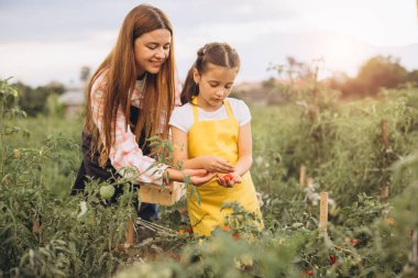 Anne ve Kızı Birlikte Güneş Işığı Bahçesinde Taze Domatesleri Biçimlendirme, Bahçeyle Doğa ve Bağ Kucaklama Günü