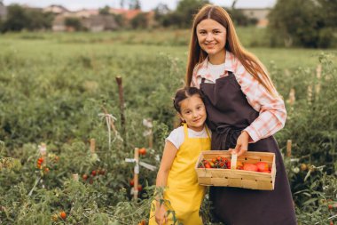 Anne ve Kız Canlı Yeşil Bitkilerle Dolu Güneşli bir Bahçede Taze Domates Topluyor
