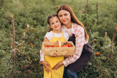 Anne ve Kızı Sunny Organik Çiftlik Bahçesinde Taze Domates Topluyor