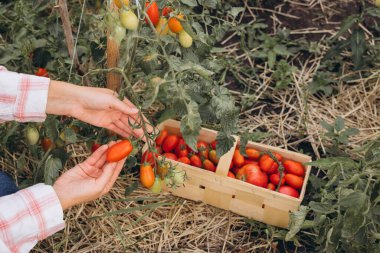 Taze olgun domateslerle yeşil yaprakların arasından sepetlenmiş bir bahçede organik domates hasadı.