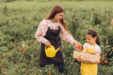 Neşeli bir anne ve kız çocuğu yemyeşil bir bahçede taze domates topluyor, doğayı kucaklıyor ve aile bağlarını güneş altında kuruyor..
