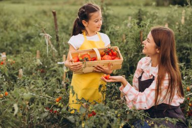 Mutlu anne ve kız, yemyeşil bir bahçede birlikte olgun domates topluyor. Kaliteli zaman geçirme ve doğada pratik öğrenmenin tadını çıkarıyorum..